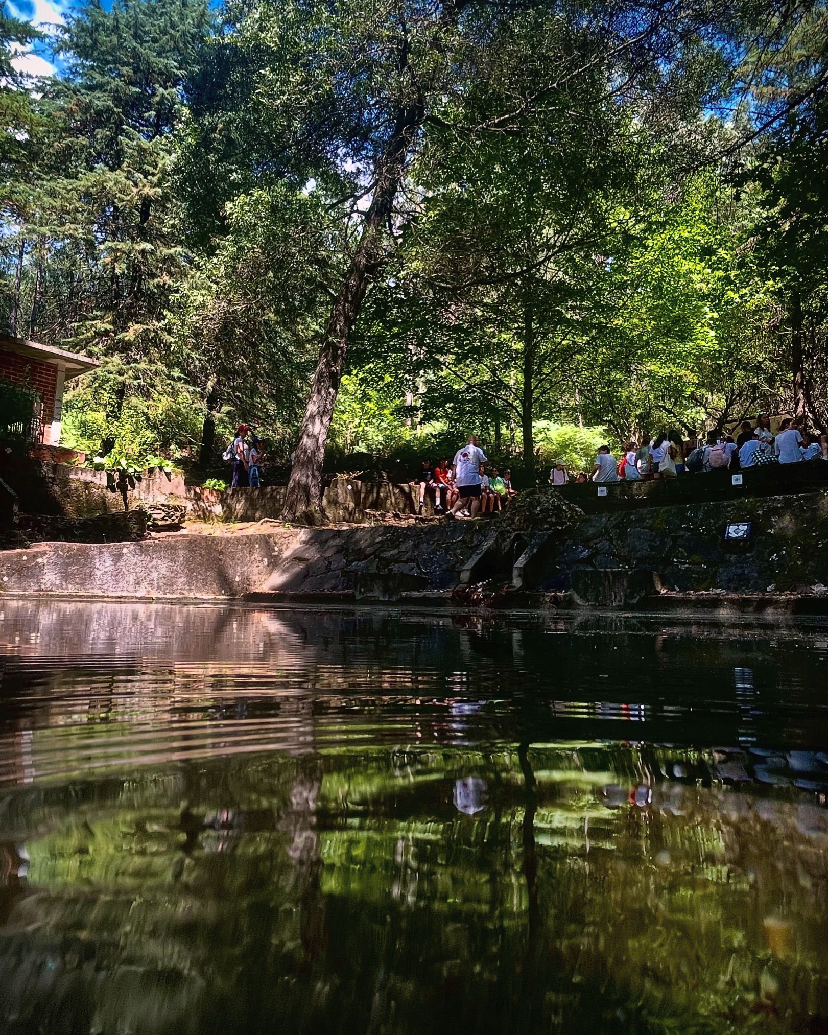 Lake forest reflection