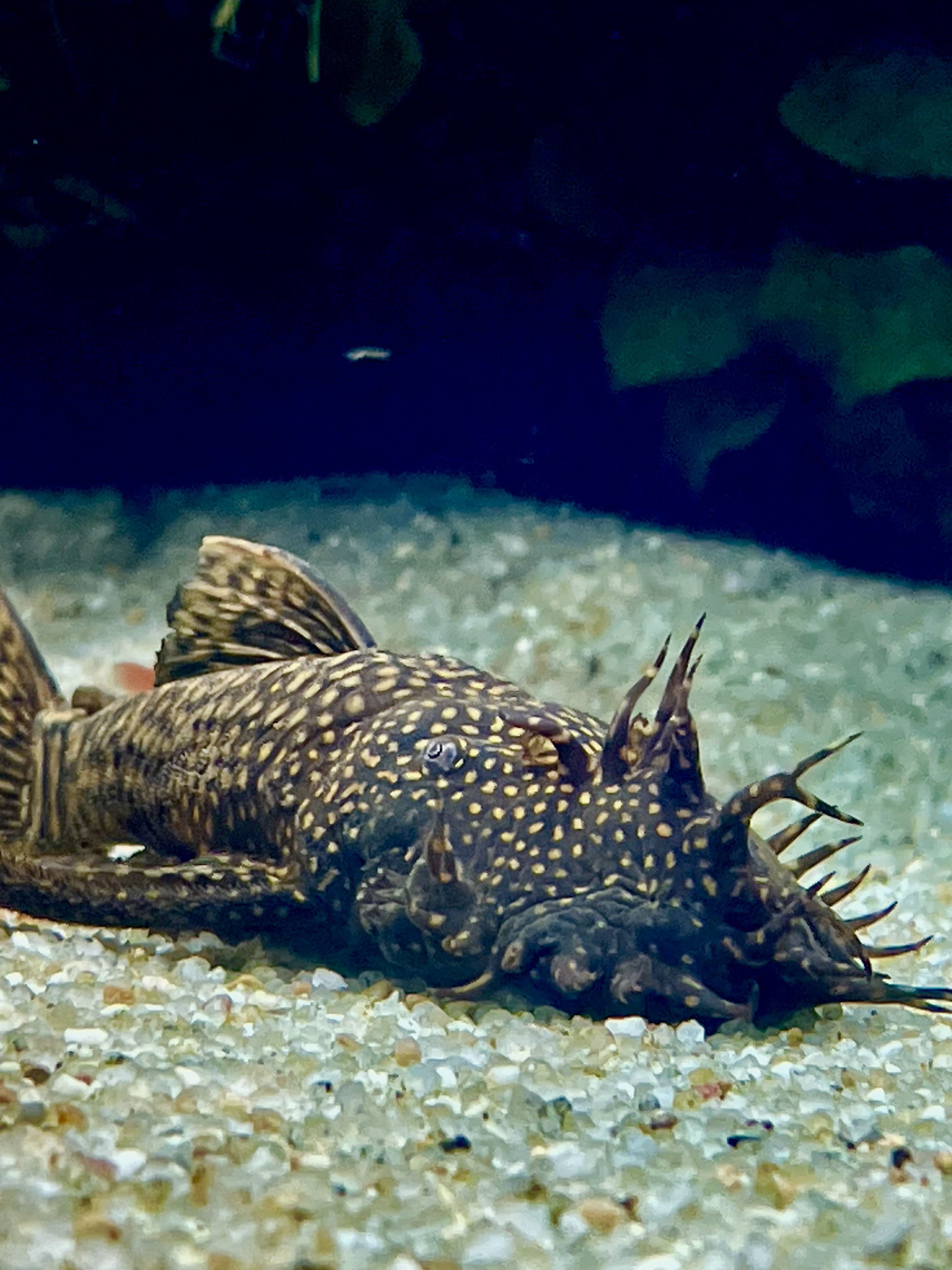 Fish aquarium