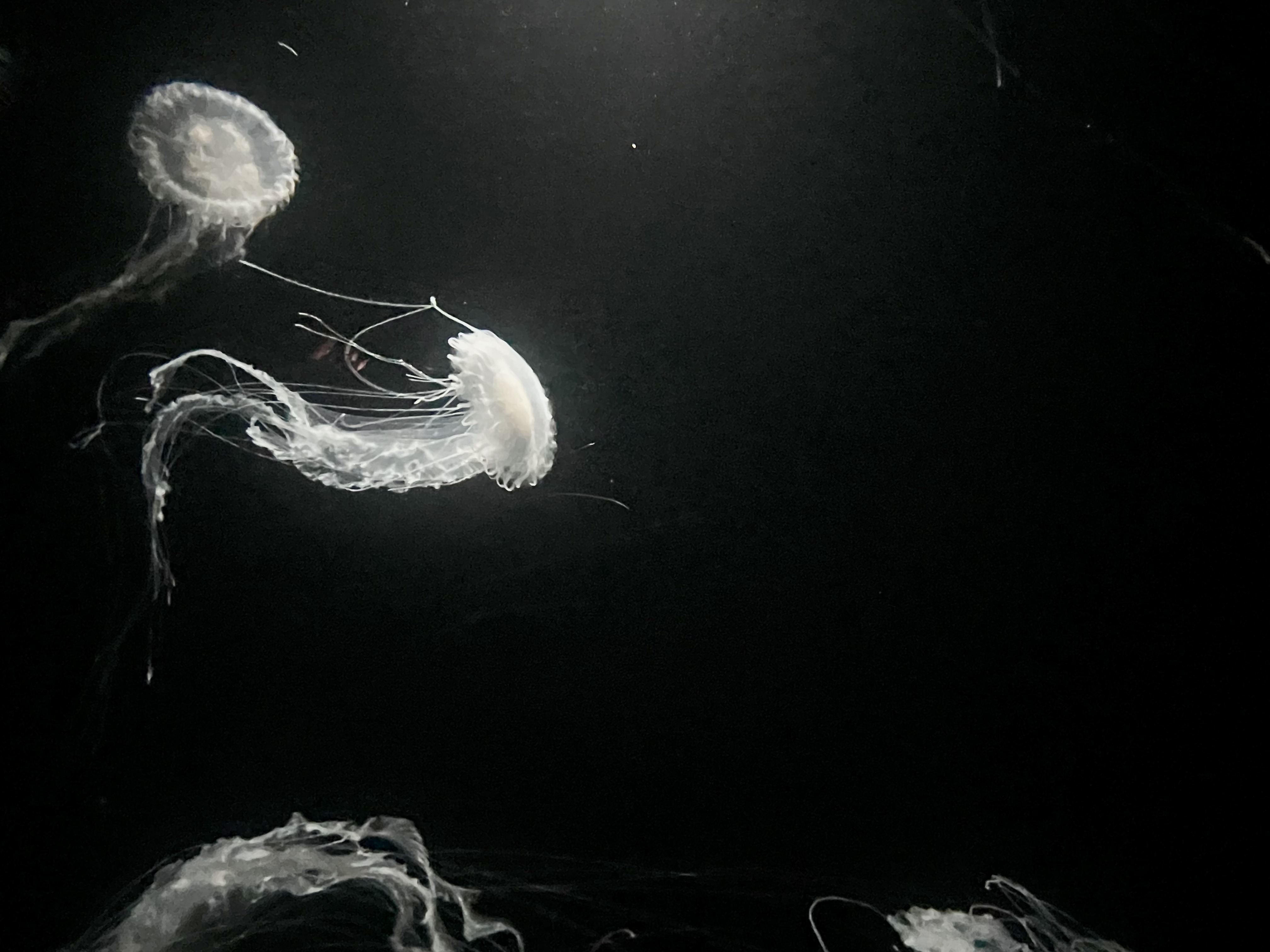 Jellyfish